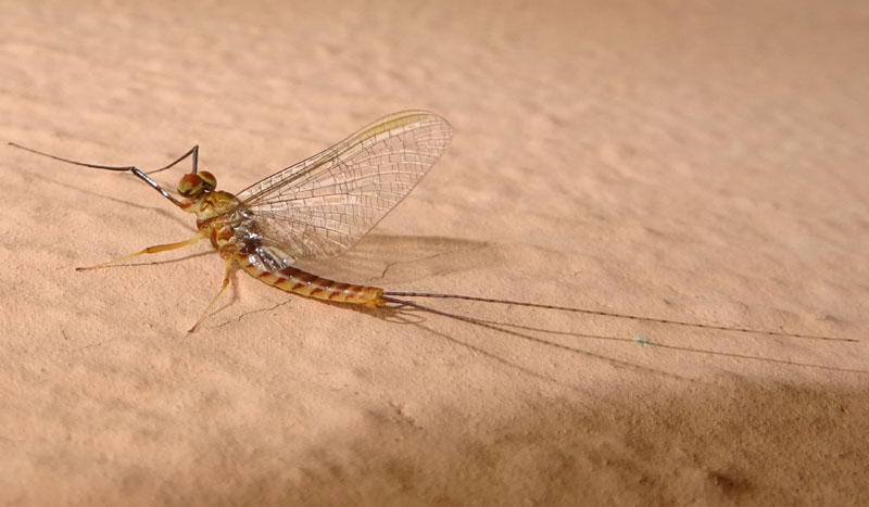 da subimago a imago ?  S, da parte di maschio di Ecdyonurus sp. (Heptageniidae)